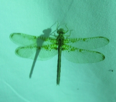 Neurocordulia xanthosoma