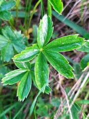 Potentilla aurea
