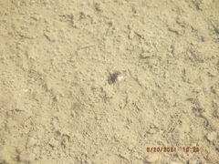 Laccophilus maculosus