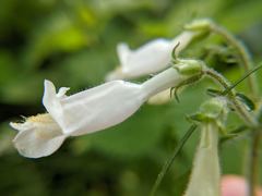 Penstemon hirsutus