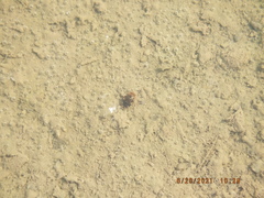 Laccophilus maculosus