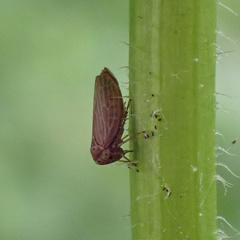 Agallia quadripunctata