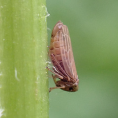 Agallia quadripunctata