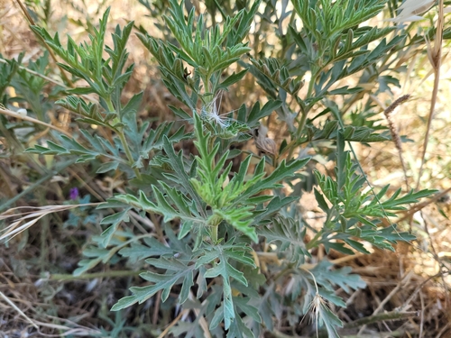 Western ragweed foliage