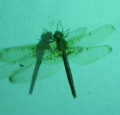 Neurocordulia xanthosoma