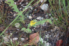 Chamaecrista lineata keyensis