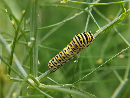 Black Swallowtail, photo 6 of 10