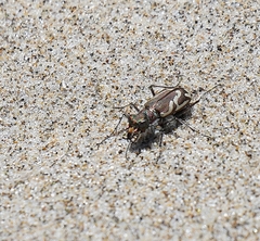 Cicindela bellissima