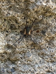 Protolophus niger
