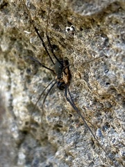 Protolophus niger