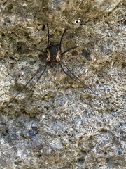 Protolophus niger