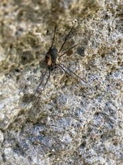 Protolophus niger