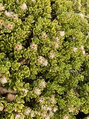 Baccharis magellanica