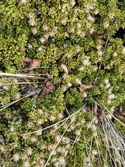 Baccharis magellanica