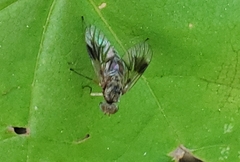 Chrysopilus quadratus