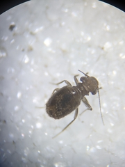 Insecta