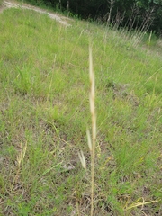Hesperostipa spartea
