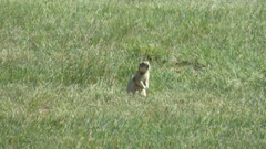 Urocitellus richardsonii