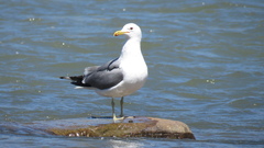Larus californicus