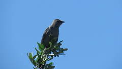 Dumetella carolinensis