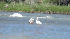 Pelecanus erythrorhynchos