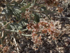 Eriogonum nummulare