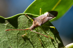 Plinachtus