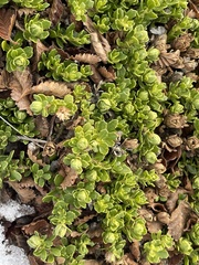 Baccharis magellanica