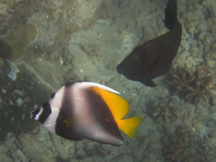 Heniochus singularius