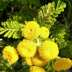 Tanacetum bipinnatum