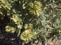 Atriplex canescens canescens