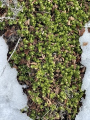 Baccharis magellanica