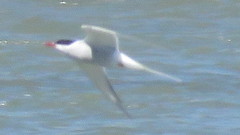 Sterna hirundo