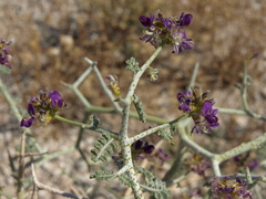 Psorothamnus polydenius