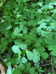 Oxalis trilliifolia