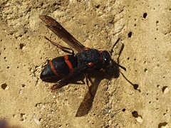 Euodynerus reflexus
