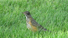 Turdus migratorius