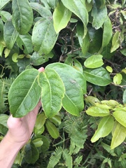 Antidesma platyphyllum