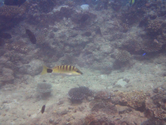 Lutjanus semicinctus