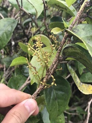 Antidesma platyphyllum