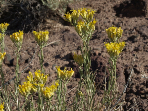 Chrysothamnus viscidiflorus ssp. puberulus