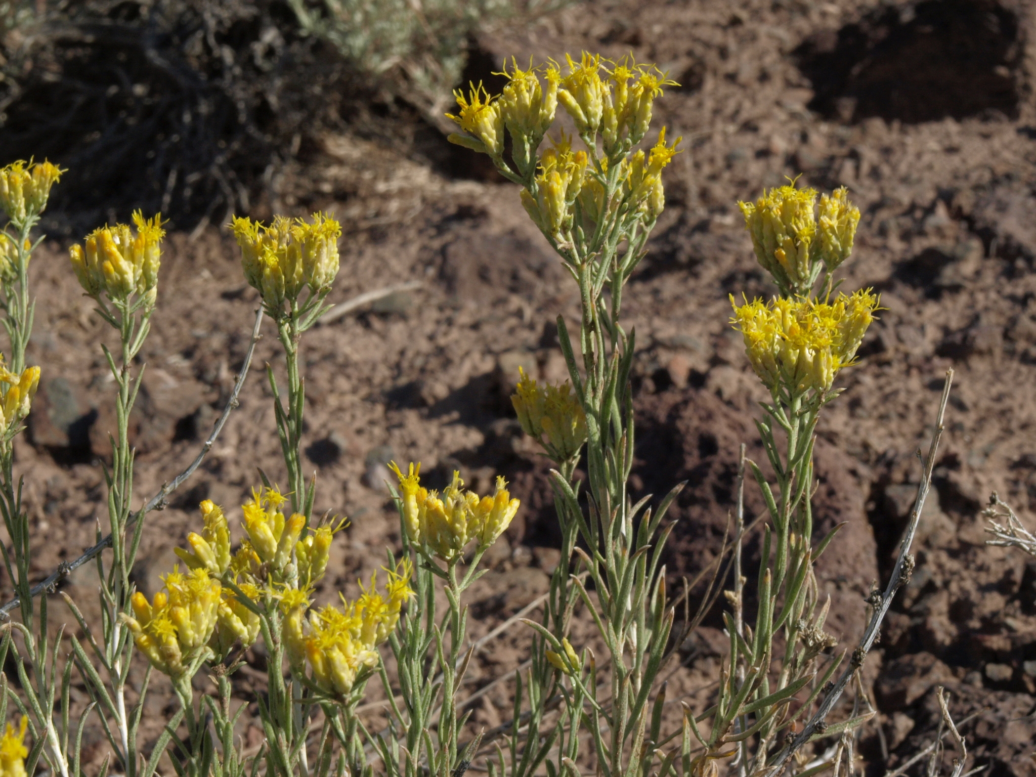Chrysothamnus viscidiflorus ssp. puberulus