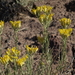 Pinyon Rabbitbrush - Photo (c) Jim Morefield, some rights reserved (CC BY)