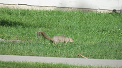 Sciurus niger