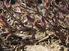 Cordylanthus kingii helleri