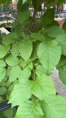Syringa reticulata