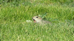 Urocitellus richardsonii