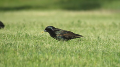 Sturnus vulgaris