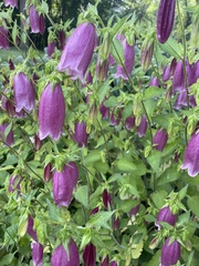Campanula punctata