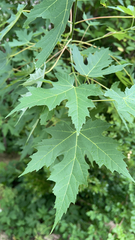 Acer saccharinum